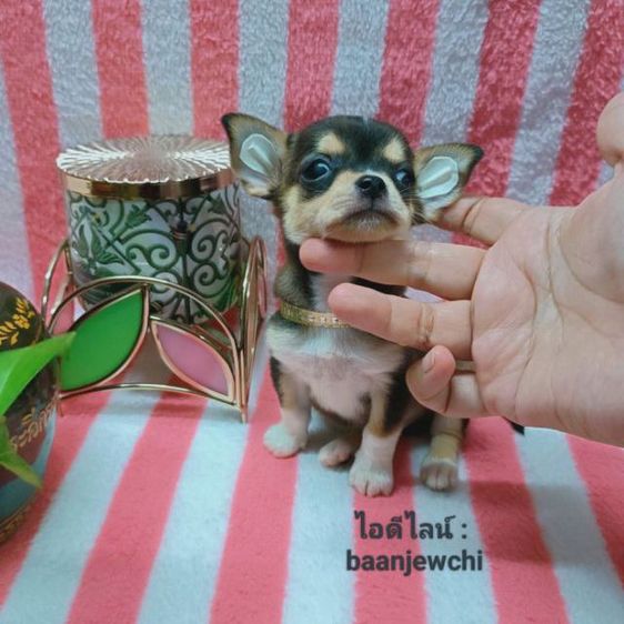 ชิวาวา (Chihuahua) เล็ก ชิวาว่าแท้...ไซส์จิ๋วมาก(ชาย)