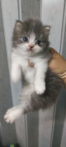 สก็อตติช โฟลด์ (Scottish Fold) แมว