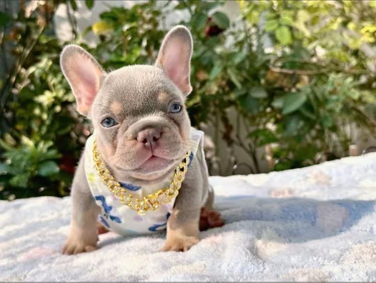 เฟรนช์ บูลด็อก (French Bulldog) เล็ก เฟรนบลูด็อก ไลแลคบลูแทนแครรี่ึีครีม ชาย