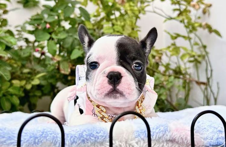 เฟรนช์ บูลด็อก (French Bulldog) เล็ก เฟรนบลูด็อก หญิง ลายวัว 