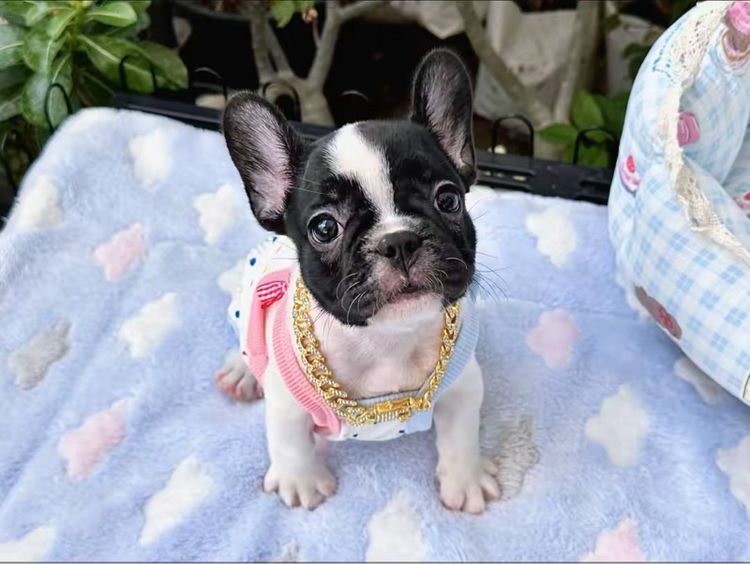 เฟรนช์ บูลด็อก (French Bulldog) เล็ก เฟรนบลูด็อก หญิง ลายวัว