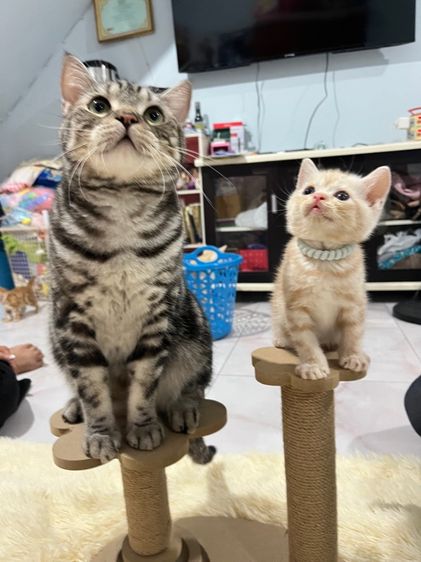 อเมริกัน Short Hair