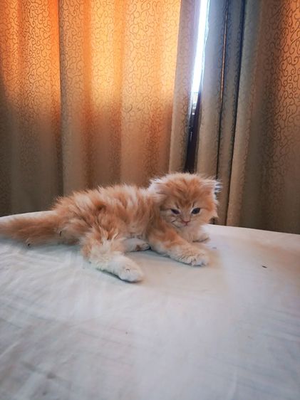 สก๊อตติชโฟ