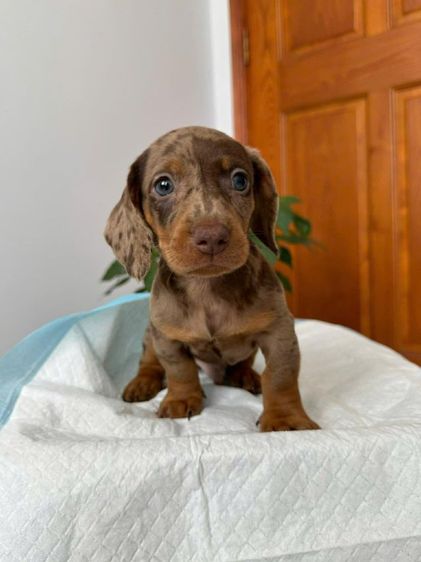 ดัชชุน2เดือน รูปที่ 4