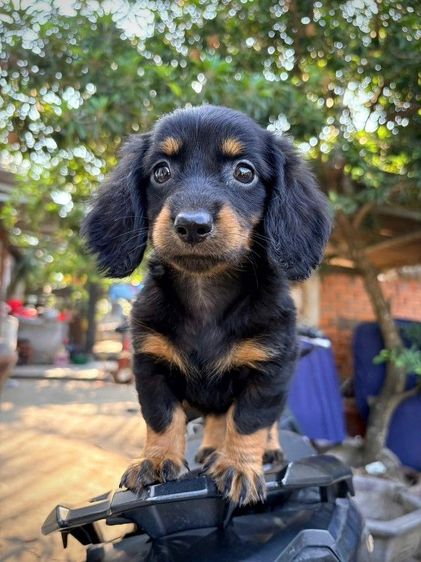 ดัชชุน2เดือน รูปที่ 2