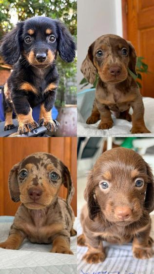 ดัชชุน2เดือน รูปที่ 5