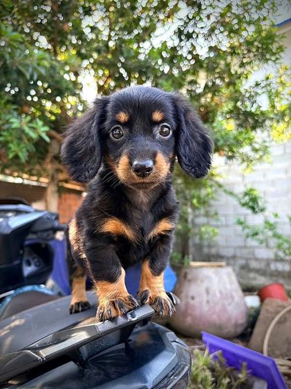 ดัชชุน2เดือน รูปที่ 3