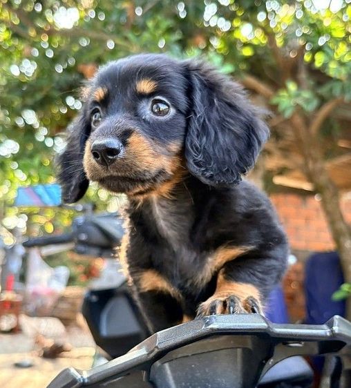 ดัชชุน2เดือน