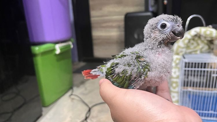 กรีนชีค