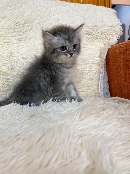 น้องเปอเซียสีบลู รูปที่ 6