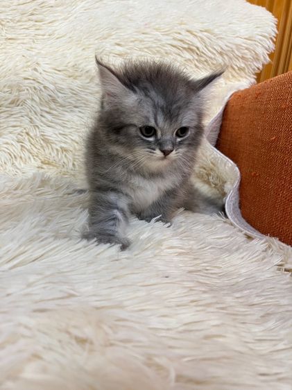 น้องเปอเซียสีบลู รูปที่ 8