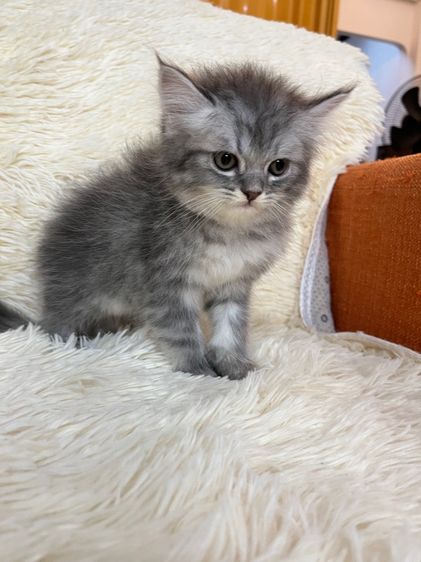 น้องเปอเซียสีบลู รูปที่ 4