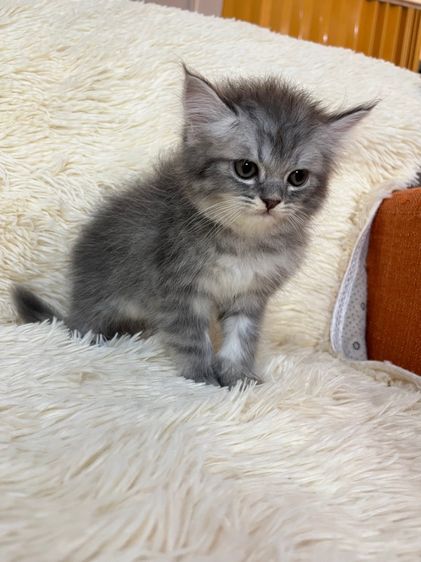 น้องเปอเซียสีบลู รูปที่ 3