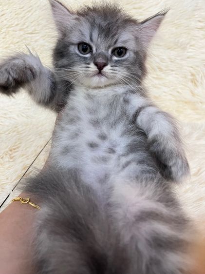 น้องเปอเซียสีบลู รูปที่ 2