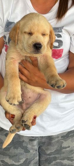 ขายลูกสุนัขลาบาดอผู้4เมีย3อายุ40วันตัวละ4500