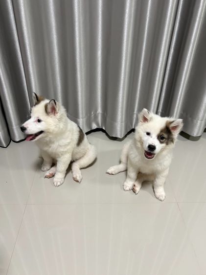 บางแก้วแท้ สายเลือดแชมป์ประเทศไทย รูปที่ 6