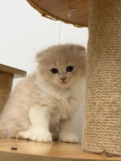 สก็อตติช โฟลด์ (Scottish Fold) แมว สก็อตติช