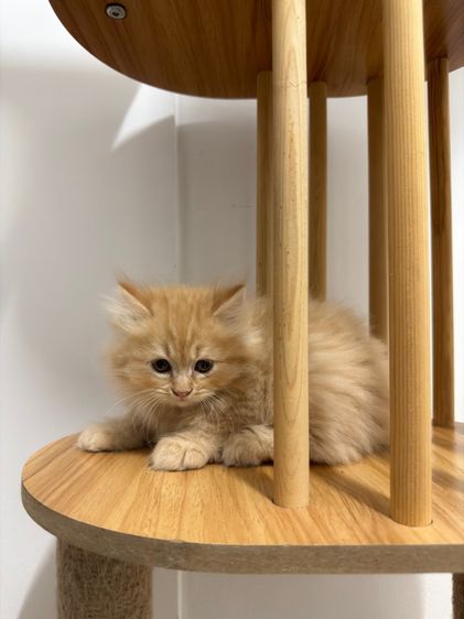 แมว สก็อตติช รูปที่ 3