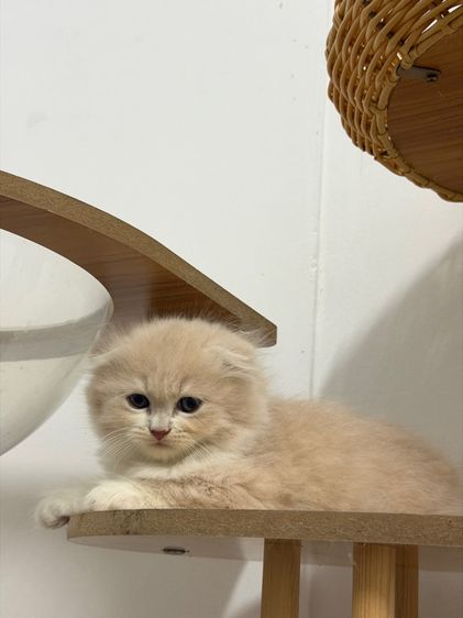 แมว สก็อตติช รูปที่ 2