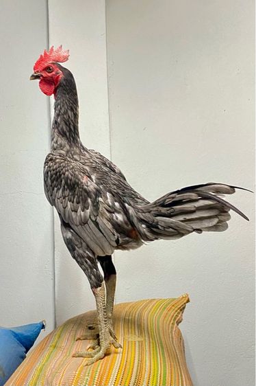 แบ่งไก่ชนพม่าง่อนสายเยียร์ 