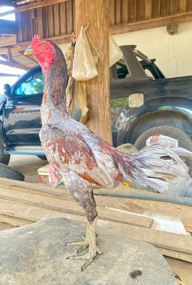 แบ่งไก่ชนพม่าง่อนสายเยียร์