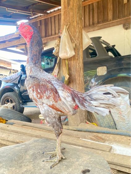 แบ่งไก่ชนพม่าง่อนสายเยียร์ รูปที่ 5