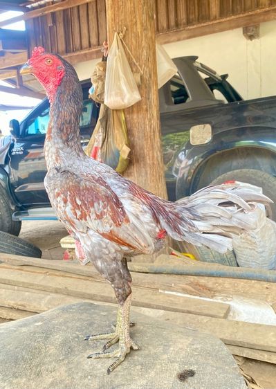 แบ่งไก่ชนพม่าง่อนสายเยียร์ รูปที่ 2