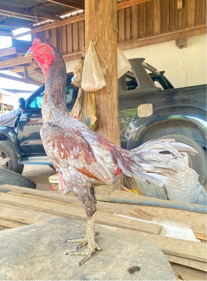 แบ่งไก่ชนพม่าง่อนสายเยียร์ รูปที่ 3