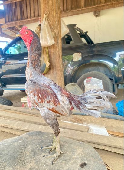 แบ่งไก่ชนพม่าง่อนสายเยียร์ รูปที่ 4