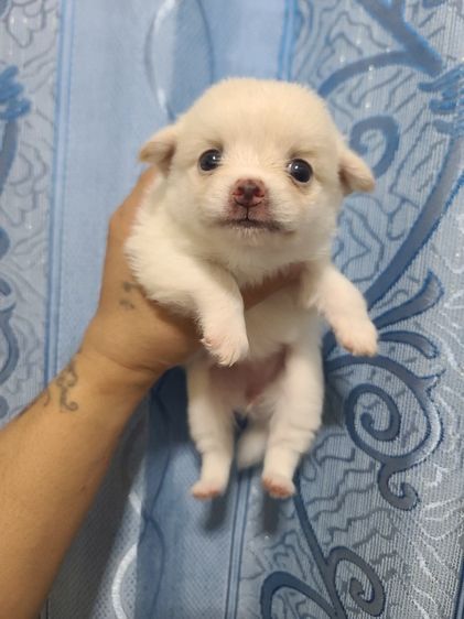 น้องชิขนยาว เด็กหญิง รูปที่ 7