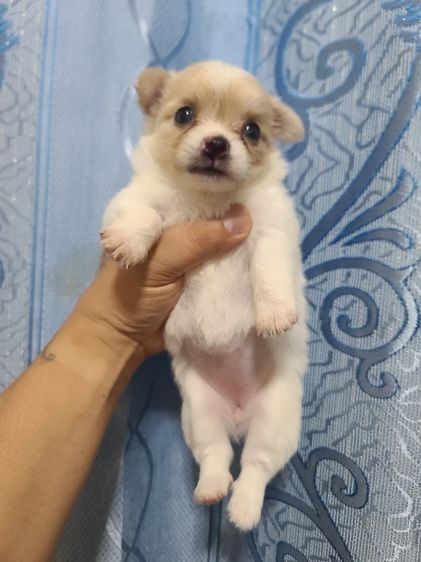 ชิวาวา (Chihuahua) เล็ก น้องชิขนยาว เด็กหญิง