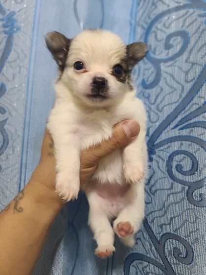 น้องชิขนยาว เด็กหญิง รูปที่ 4