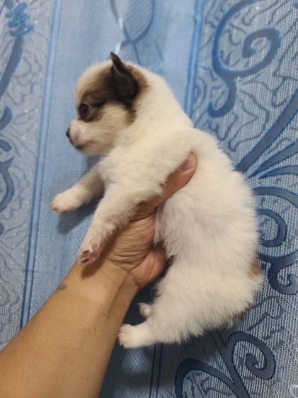 น้องชิขนยาว เด็กหญิง รูปที่ 5