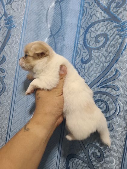 น้องชิขนยาว เด็กหญิง รูปที่ 2