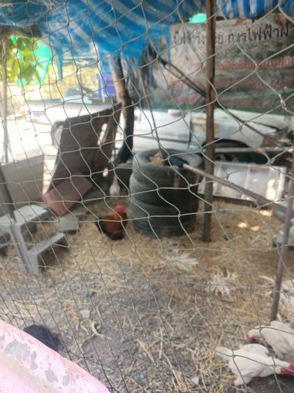 นกแก้ว โม ◌่ ง อินเดีย หาแลกซันคอนัว รูปที่ 5