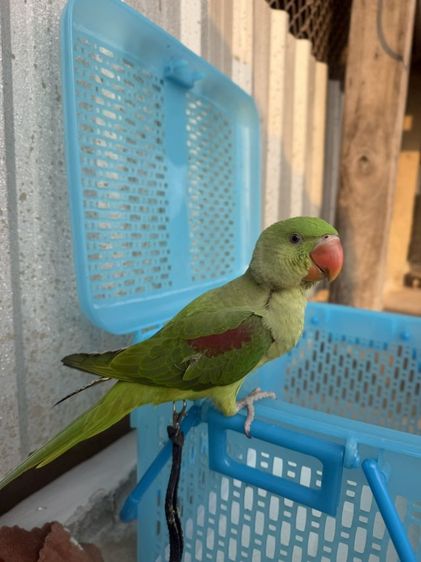 นกแก้ว โม ◌่ ง อินเดีย หาแลกซันคอนัว รูปที่ 2