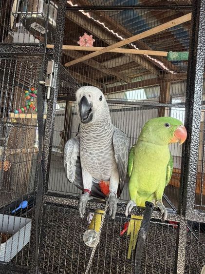 อื่นๆ นกแก้ว โม ◌่ ง อินเดีย หาแลกซันคอนัว