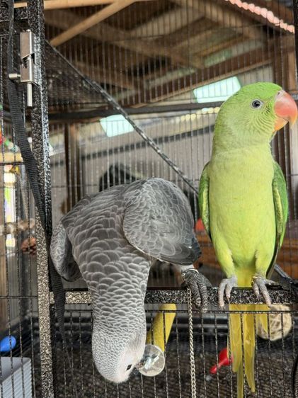 นกแก้ว โม ◌่ ง อินเดีย หาแลกซันคอนัว รูปที่ 10