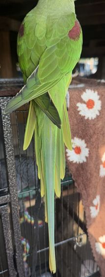 นกแก้ว โม ◌่ ง อินเดีย หาแลกซันคอนัว รูปที่ 11