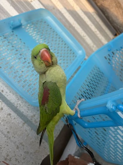 นกแก้ว โม ◌่ ง อินเดีย หาแลกซันคอนัว รูปที่ 6