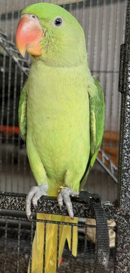 นกแก้ว โม ◌่ ง อินเดีย หาแลกซันคอนัว รูปที่ 12