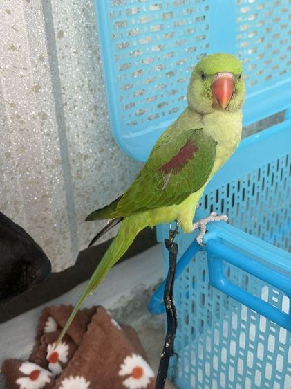 นกแก้ว โม ◌่ ง อินเดีย หาแลกซันคอนัว รูปที่ 4