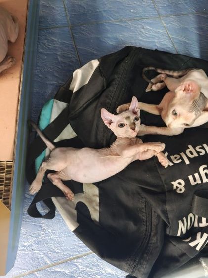 ดช.สฟิงซ์ขาสั้น 