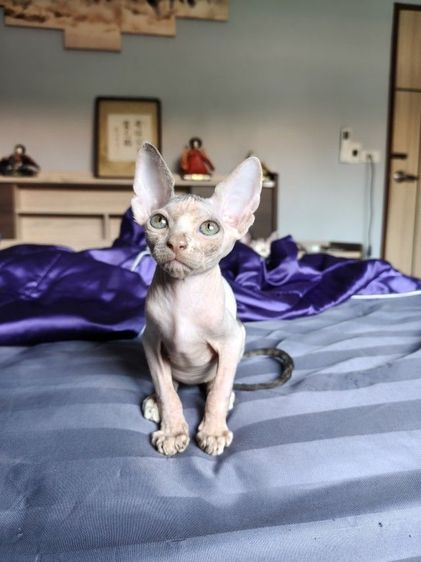 ดช.แคนาเดียนสฟิงซ์ 