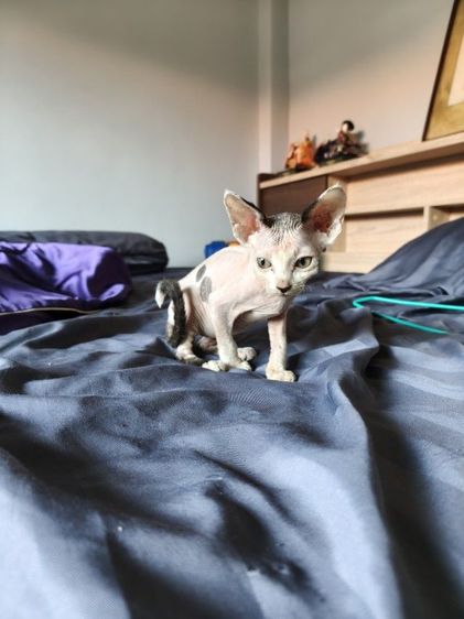 ดญ.แคนาเดียนสฟิงซ์  รูปที่ 6