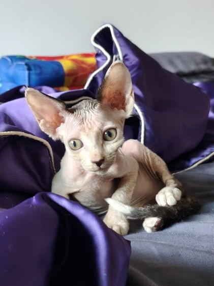 ดญ.แคนาเดียนสฟิงซ์  รูปที่ 7