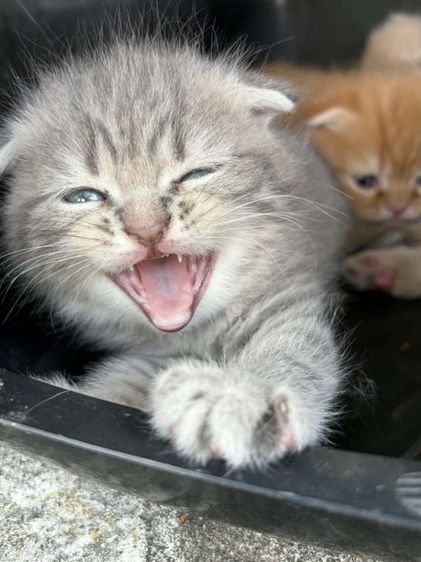 สก๊อตหูพับ หนุ่มเทาๆพร้อมย้าย🏠