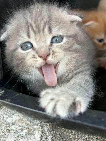 สก๊อตหูพับ หนุ่มเทาๆพร้อมย้าย🏠 รูปที่ 3