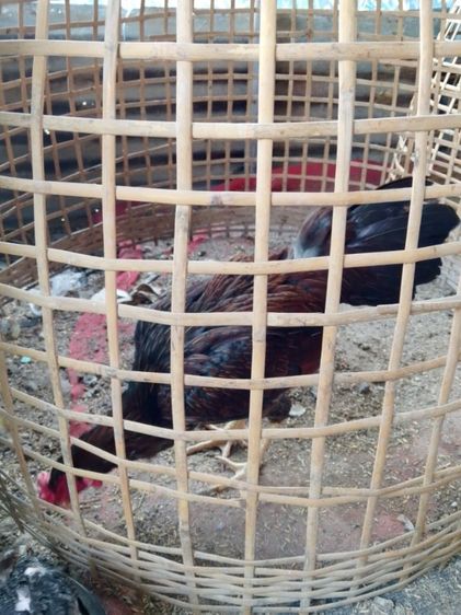 ไก่เยียร์พม่าง่าน