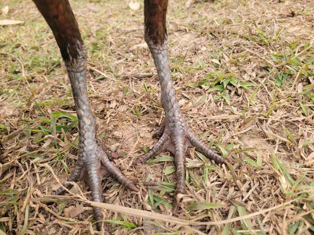 ไก่พม่า รูปที่ 7